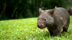 Vombat animal: cute big ssak (zdjęcie)