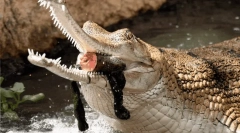 Zwierzęta, które wyglądają niebezpiecznie, ale w rzeczywistości - niewinny milahi