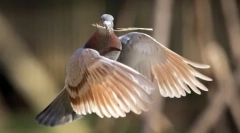 Zwierzęta planety na zdjęciach (17 szt.)