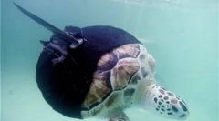 Zwierzęta z protezami (8 zdjęć)