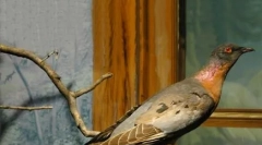 Zwierzęta wymienione w black book: 25 wymarłych gatunków