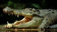 Live skamilsy: 10 starożytnych zwierząt mieszkających w naszych czasach