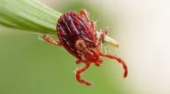 Lificycle i rozwój ixodic tings