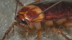 Cykl życia i rozwój karaluchów