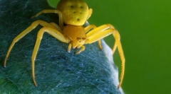 Żółty spider