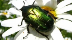 Chrząszcz brązowy złoty