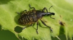 Zhuk weewil: opis, typy i styl życia