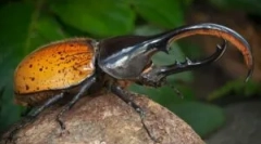 Beetle hercules: opis i styl życia