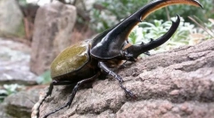 Hercules beetle