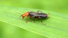 Chrząszcz źródła piany