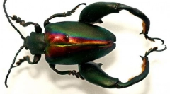 Żaba beetle