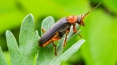 Fireman beetle: opis i styl życia