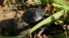 Zhka stream: opis i styl życia