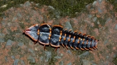 Trilobit beetle