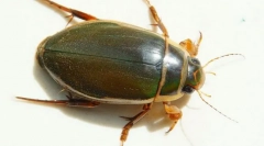Wersja beetle