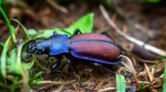 Beetle of the meadow: opis i styl życia