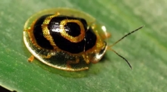 Beetle - złoty żółw