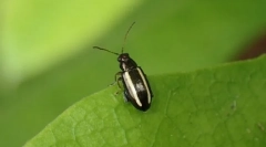 Chrząszcze lub twardy