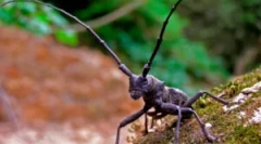 Chrząszcze usachi: gatunki i uszkodzenia