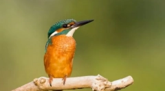 Czerefish. Rodzina ptaków