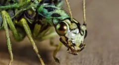 Zlatprace lub zielone muszki w domu