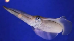 Wartość mięczaków w naturze i życiu osoby