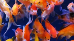 Goldfish (carassius auratus)