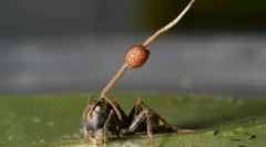 Grzyb zombie okazał się znacznie bardziej niebezpieczny niż wierzyli naukowcy