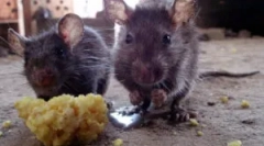 Brzmi skokami gryzoni